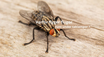 Varför flyger flugor runt under taklampor ?
